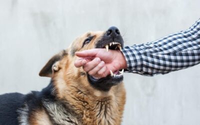 How a Dog Attack Accident Lawyer can Help You with Your Claim