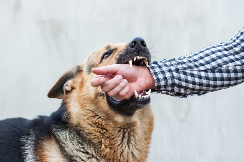 How a Dog Attack Accident Lawyer can Help You with Your Claim